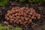 Hot Shrimp Boilies SS (Soluble Skin)